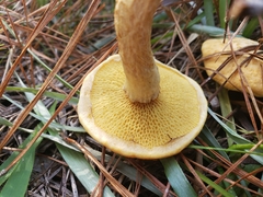 Suillus decipiens
