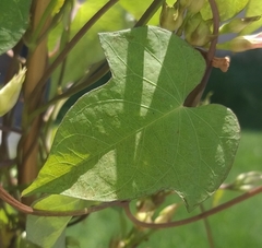 Ipomoea grandifolia