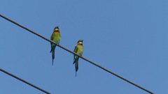 Merops philippinus