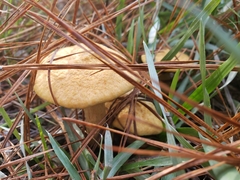 Suillus decipiens