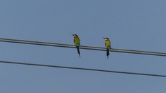 Merops philippinus