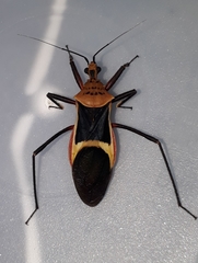 Zelurus circumcinctus