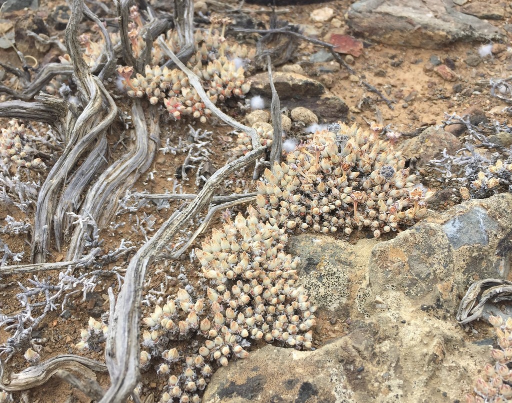 Antimima pygmaea