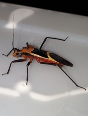 Zelurus circumcinctus