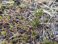 Portulaca halimoides