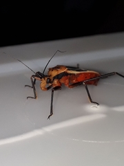 Zelurus circumcinctus