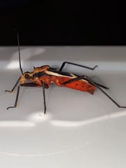 Zelurus circumcinctus