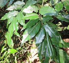 Philenoptera sutherlandii