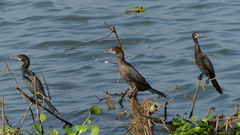 Microcarbo niger