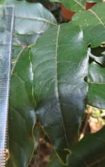 Philenoptera sutherlandii