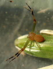 Misumenops rubrodecoratus