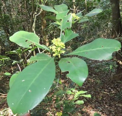 Psychotria capensis capensis