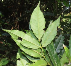 Philenoptera sutherlandii
