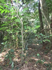 Psychotria capensis capensis