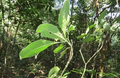 Psychotria capensis capensis