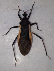 Zelurus albispinus