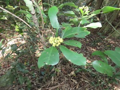 Psychotria capensis capensis
