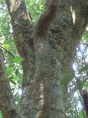 Oncinotis tenuiloba