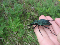 Carabus scabrosus tauricus