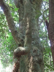 Oncinotis tenuiloba