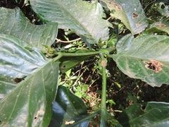 Oxyanthus speciosus