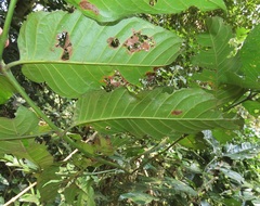 Oxyanthus speciosus