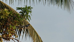 Copsychus saularis