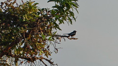 Copsychus saularis