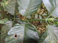 Oxyanthus speciosus