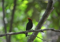 Antilophia galeata