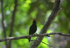 Antilophia galeata