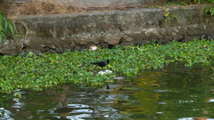 Corvus splendens