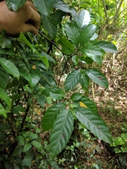 Aidia cochinchinensis