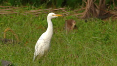 Bubulcus ibis