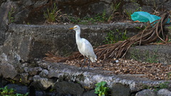 Bubulcus ibis