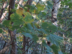 Acer opalus obtusatum