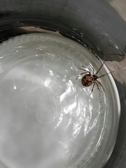 Steatoda triangulosa