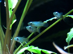 Norman's Lampeye photo 3