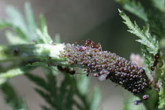 Metopeurum fuscoviride