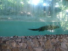 Lontra