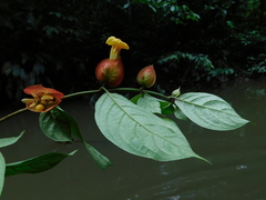 Drymonia coccinea
