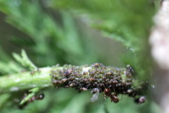 Metopeurum fuscoviride