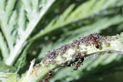 Metopeurum fuscoviride