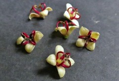 Zanthoxylum brachyacanthum