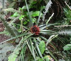 Aechmea recurvata
