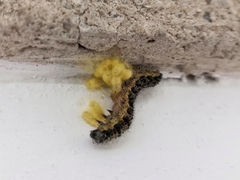 Cotesia glomerata bracovirus