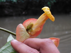 Drymonia coccinea