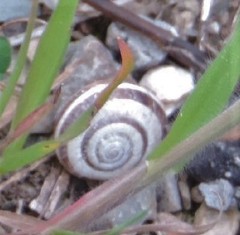 Helicella itala