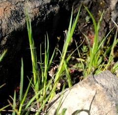 Pentameris densifolia