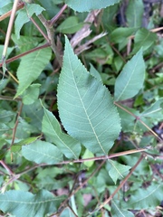 Carya illinoinensis